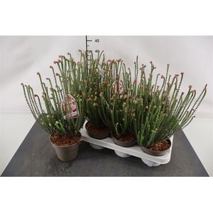 Erica Cerimthoides 12 Cm. Pot