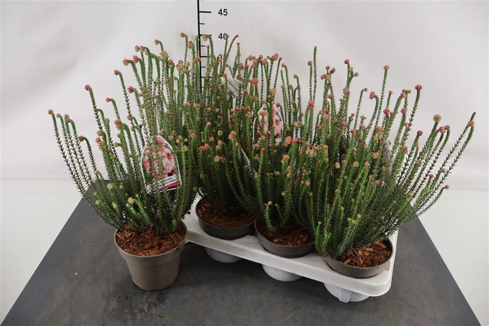 <h4>Erica Cerimthoides 12 Cm. Pot</h4>