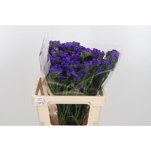 Limonium Crystal Dark Blue