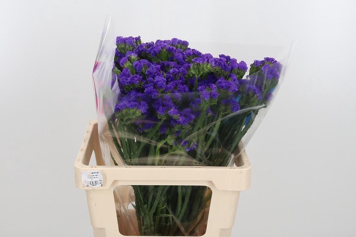 <h4>Limonium Crystal Dark Blue</h4>