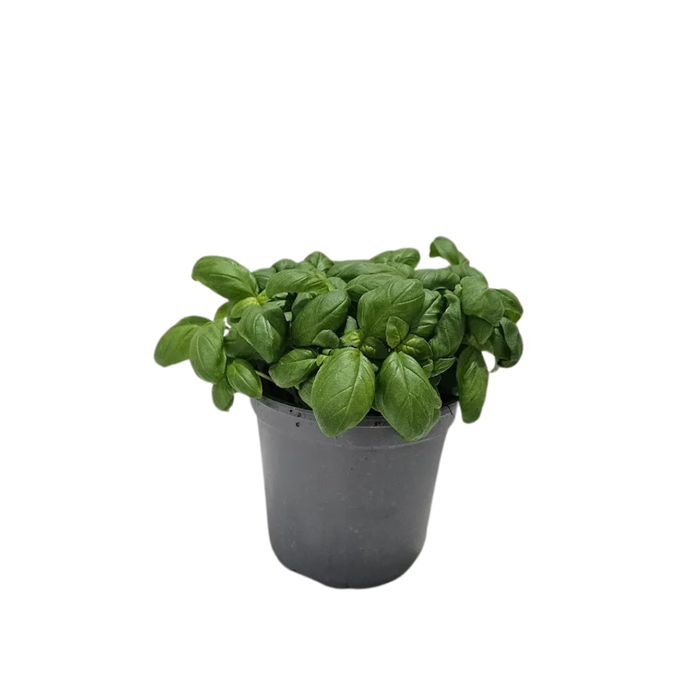 <h4>Ocimum basilicum</h4>