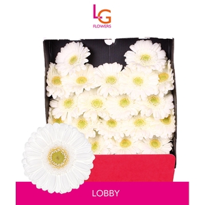 Germini Lobby Diamond