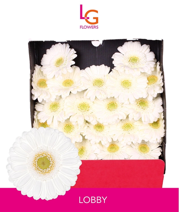 <h4>Germini Lobby Diamond</h4>