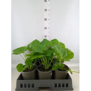 Alcea rosea 'Chater's Double Hybr'