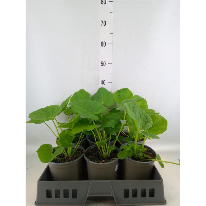 <h4>Alcea rosea 'Chater's Double Hybr'</h4>