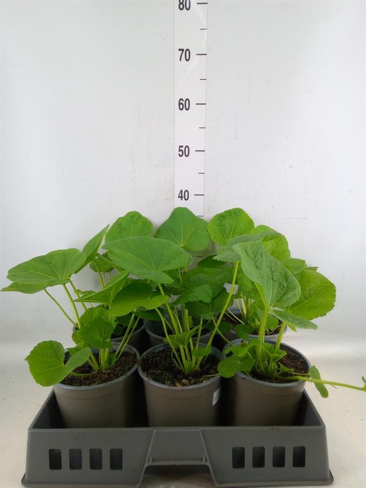 Alcea rosea 'Chater's Double Hybr'