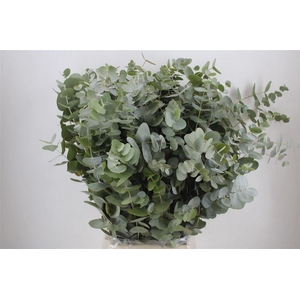 Euca Cinerea 300gr P Bunch