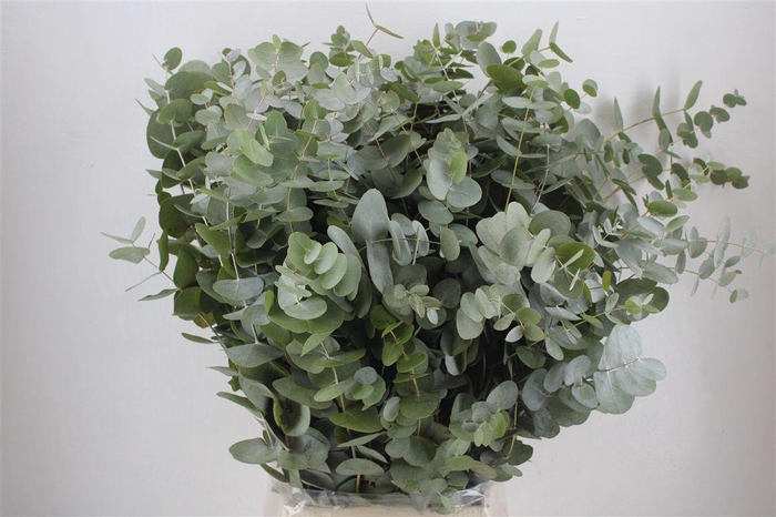 <h4>Euca Cinerea 300gr P Bunch</h4>