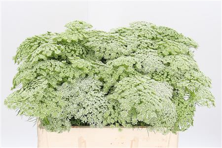 <h4>AMMI VISNAGA</h4>