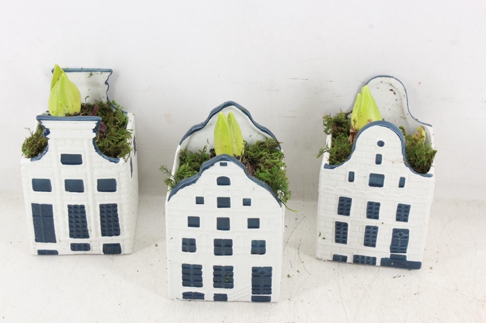 <h4>arr4 Hyacint RN - Delft blauw huis x12</h4>
