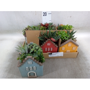 Arr.   Kamerplant Groen L%