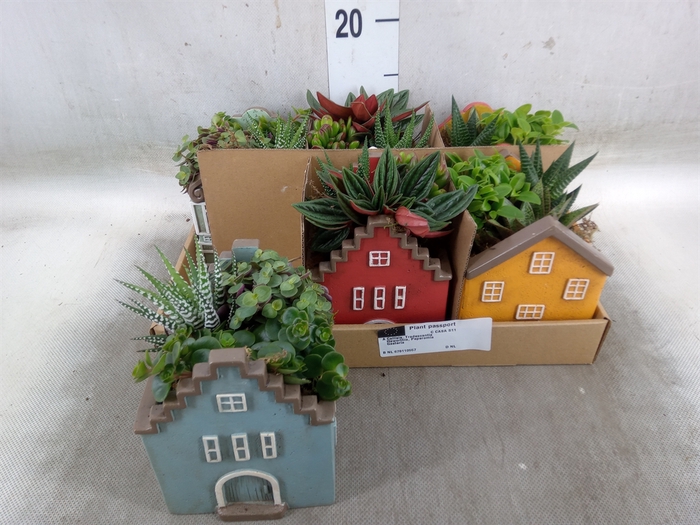 <h4>Arr.   Kamerplant Groen L%</h4>