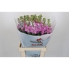 Matthiola incana 'Pink'