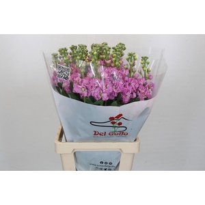 Matthiola incana 'Pink'