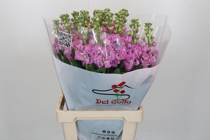 <h4>Matthiola incana 'Pink'</h4>
