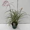 Miscanthus 'Ferner Osten' P19 (3ltr)