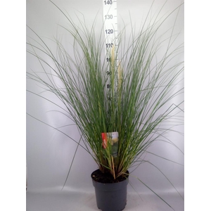Cortaderia sell. 'Pumila'