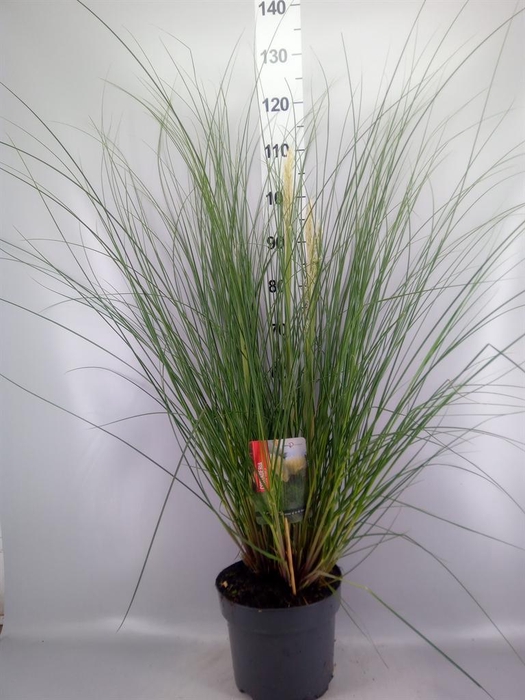 <h4>Cortaderia sell. 'Pumila'</h4>