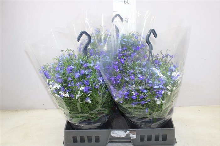<h4>Hanging Baskets Blue Mix In Pot</h4>