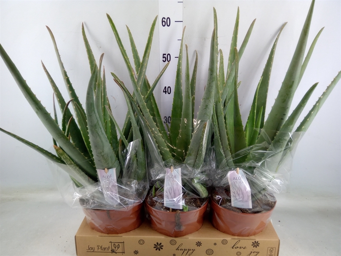 <h4>Aloe vera</h4>