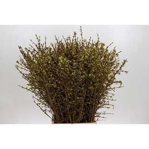 Forsythia Intermedia Spectabilis