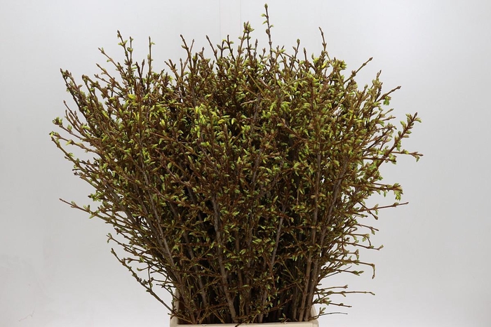 <h4>Forsythia Intermedia Spectabilis</h4>