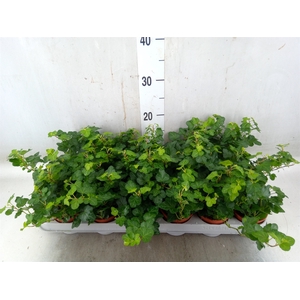 Hedera helix 'Wonder'