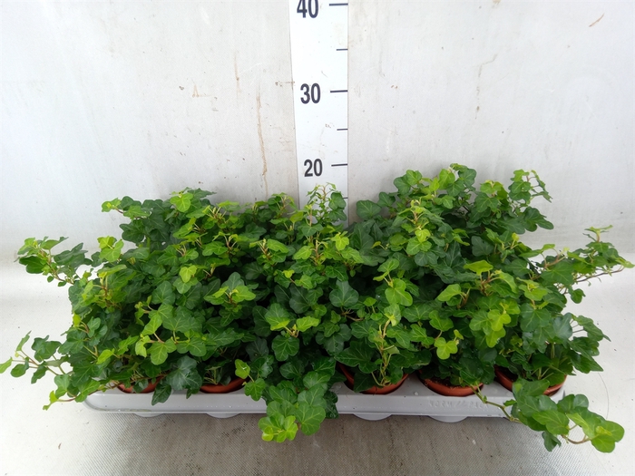 <h4>Hedera helix 'Wonder'</h4>