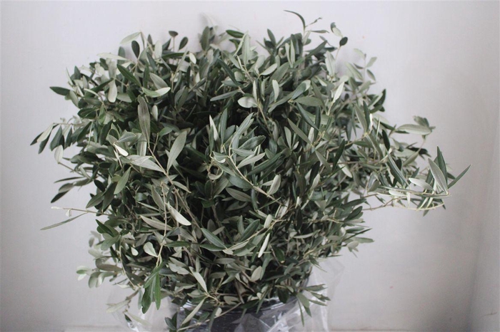 <h4>Olive 400gr P/b</h4>