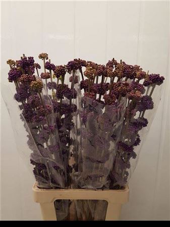 <h4>Callicarpa Giraldii</h4>