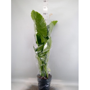 Alocasia gageana