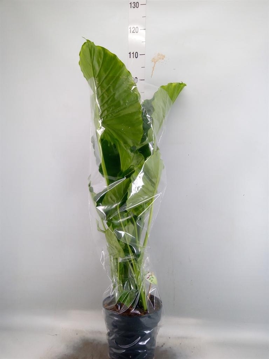 <h4>Alocasia gageana</h4>