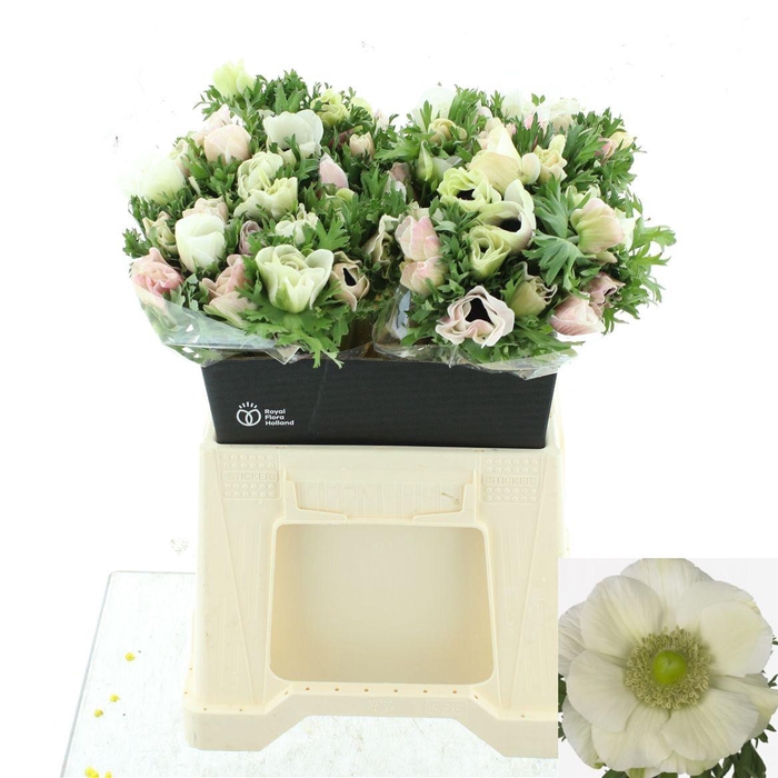 <h4>ANEM CO MIS + WHITE</h4>