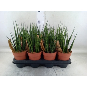 Sansevieria  'Fernwood'