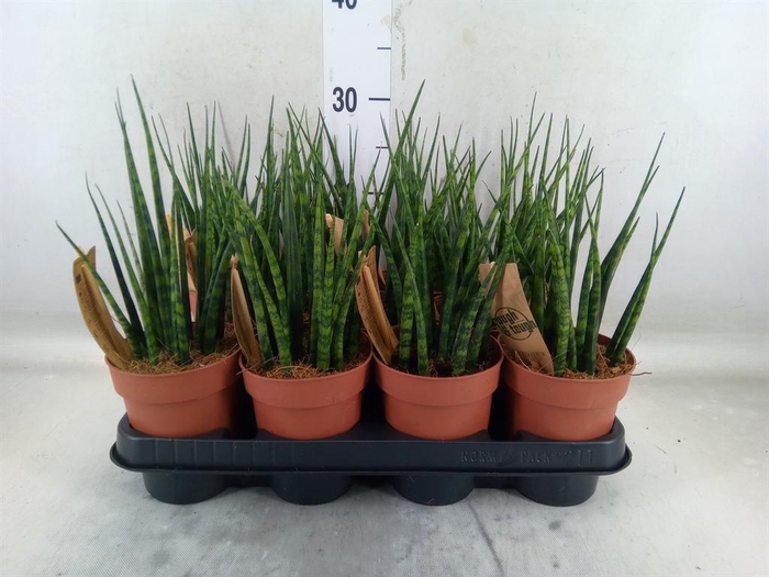<h4>Sansevieria  'Fernwood'</h4>