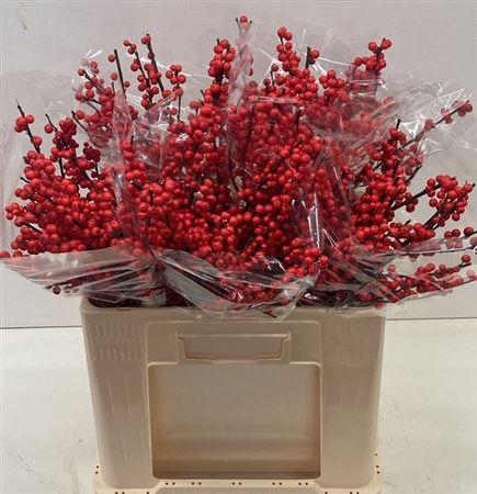 <h4>Ilex Ve Rode Bes</h4>