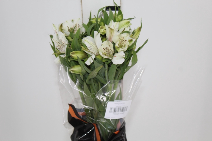 <h4>ALST. WHITNEY 070 CM</h4>