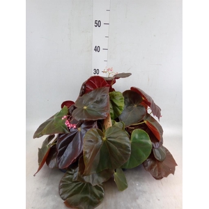 Begonia BD   ...