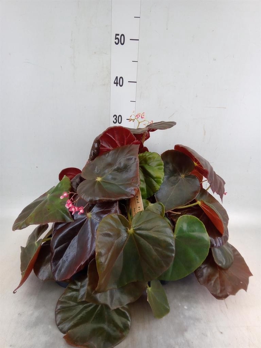 <h4>Begonia BD   ...</h4>