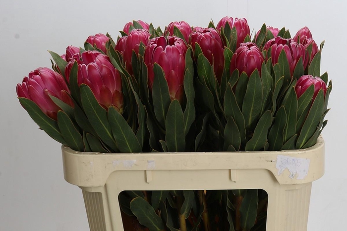 <h4>Protea Brenda</h4>