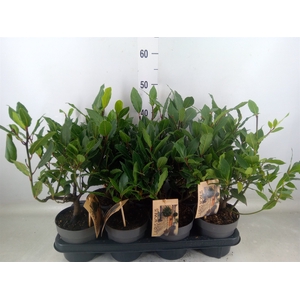 Laurus nobilis