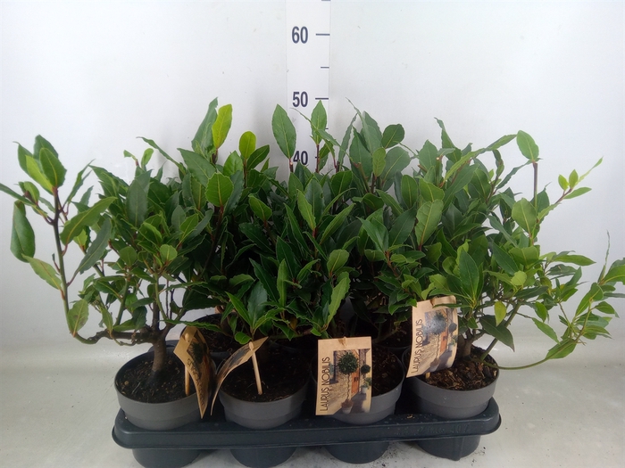 <h4>Laurus nobilis</h4>