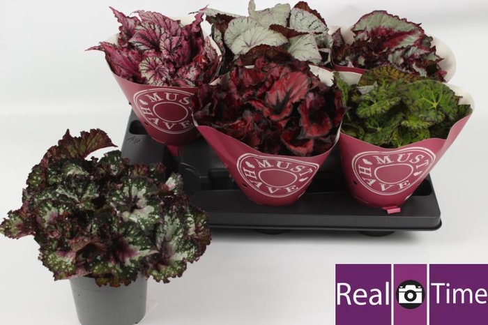 <h4>BEG BEL GEM</h4>