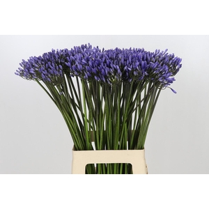 Agapanthus Dr Brouwer