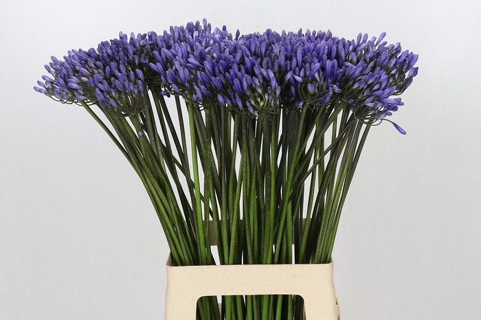 <h4>Agapanthus Dr Brouwer</h4>