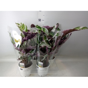 Calathea  'Fusion White'