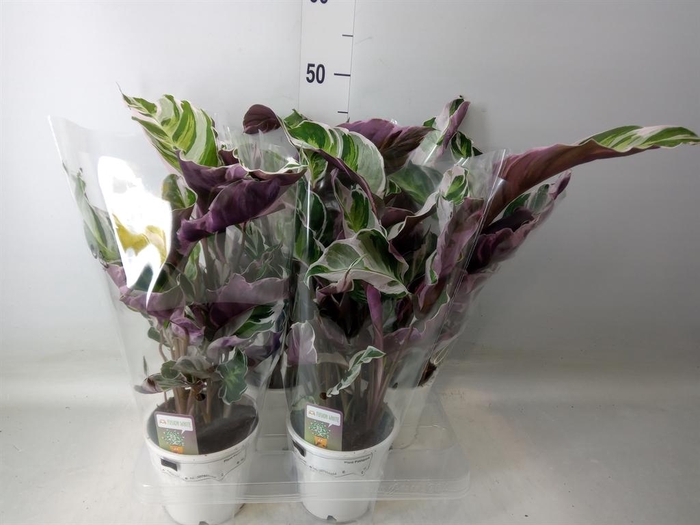 <h4>Calathea  'Fusion White'</h4>