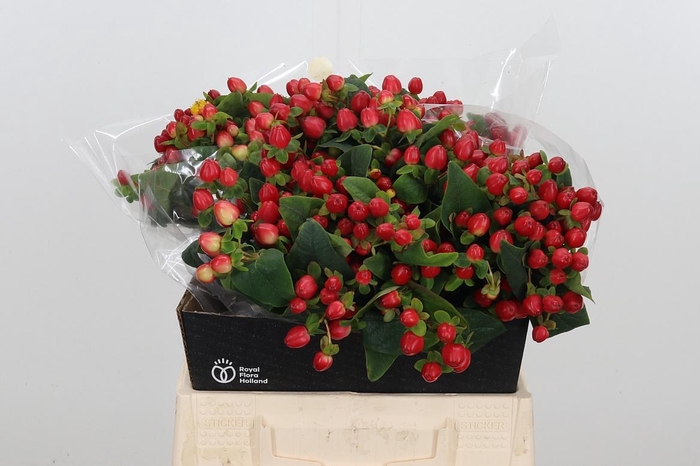 <h4>Hyp Mag Triumph</h4>