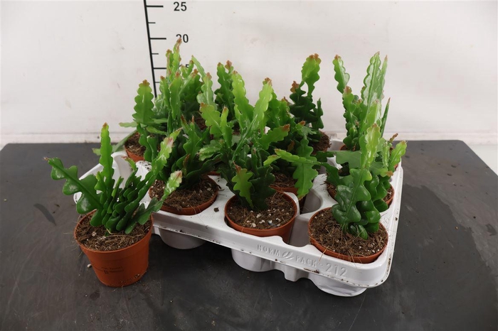 <h4>Epiphyllum 9 Cm. P. Anguliger</h4>