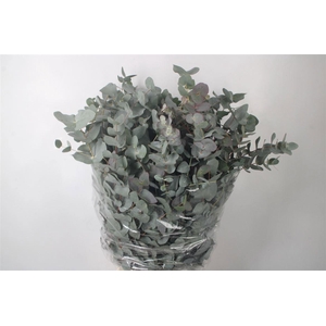 EUC CINEREA PER BOS